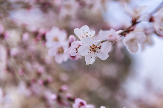 桃花特写