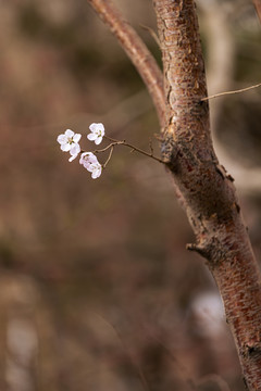 老枝杏花开