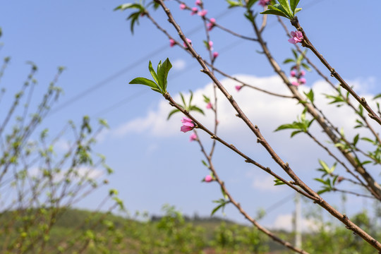 桃花