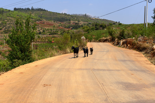 公路上的黑山羊