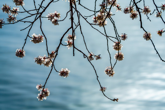 颐和园桃花