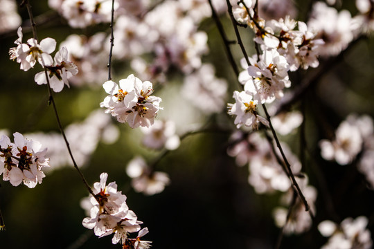 颐和园桃花