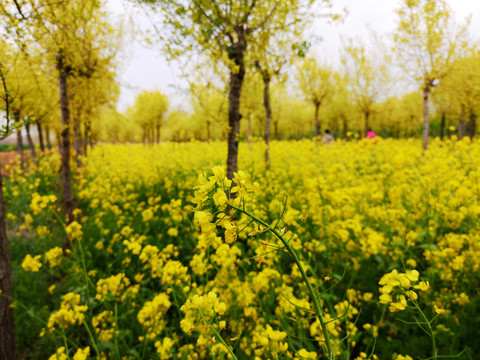 油菜花