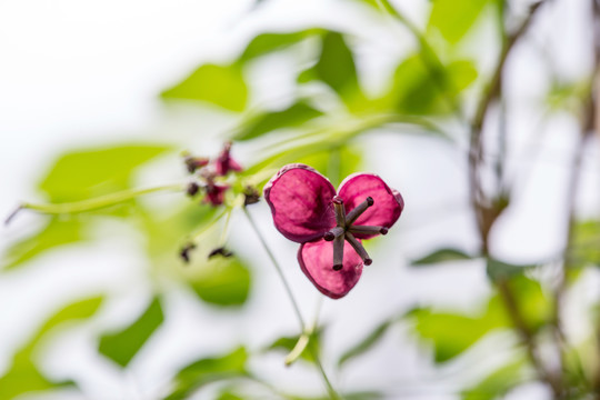 木通花