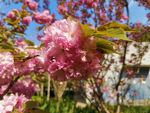 樱花