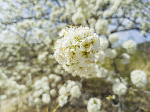 烂漫山花