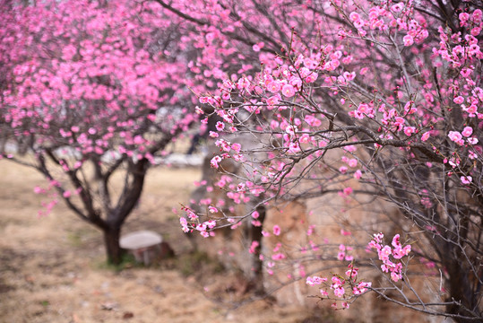 梅花