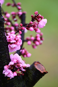 梅花