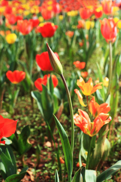 郁金香花蕾