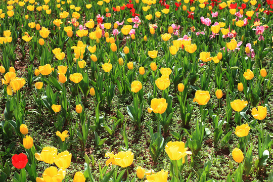 郁金香花海