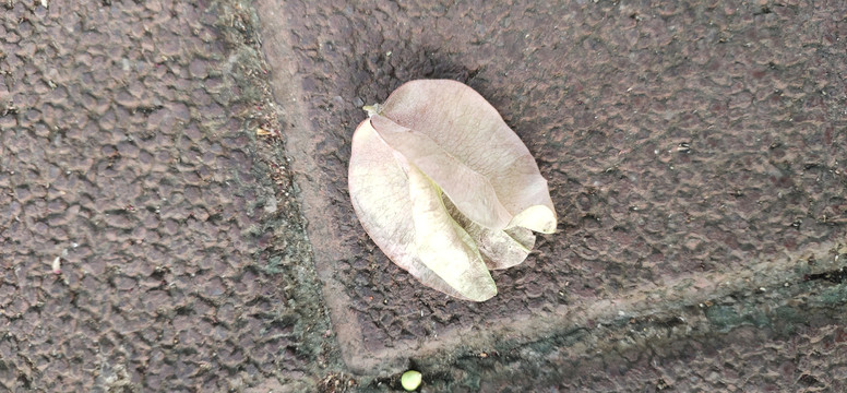 落叶