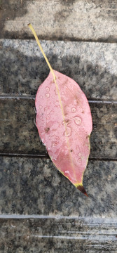 水珠
