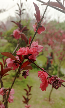 桃花园