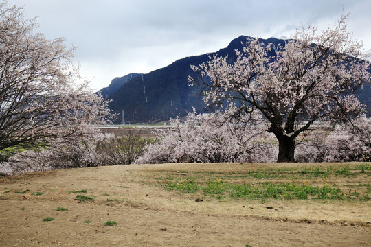 林芝桃花