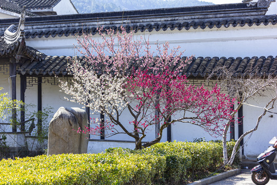 苏州西山林屋洞梅花