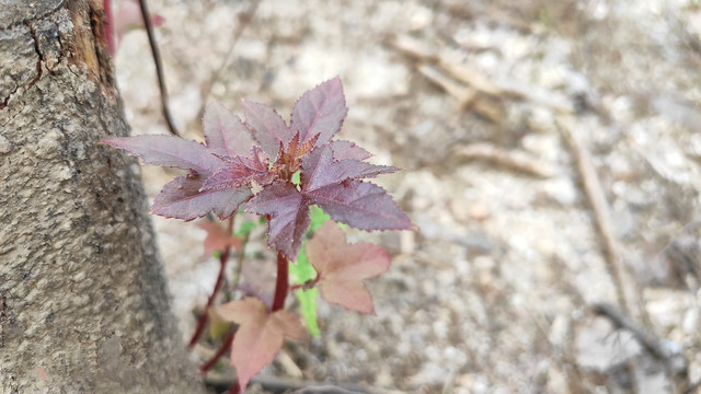 枫树芽