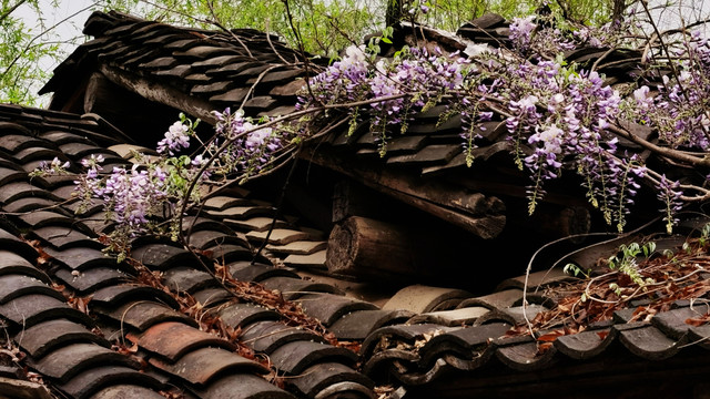 瓦屋顶上紫藤绽放