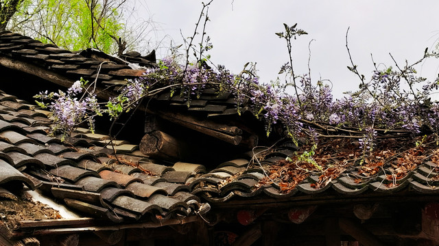 老屋上的紫藤花