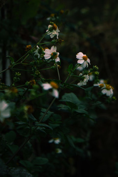 金杯银盏白花鬼针草