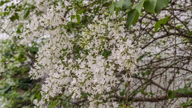 丁香树丁香花