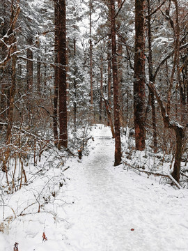 雪树林