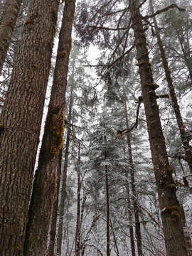 雪树林