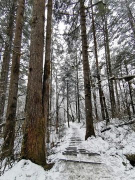 雪树林