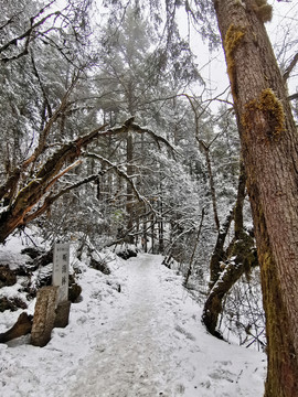 雪树林