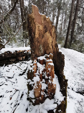 雪树林