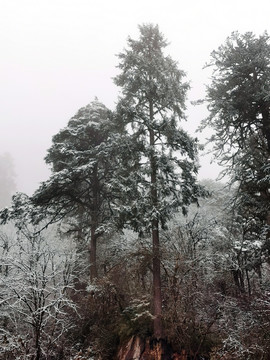 雪树林