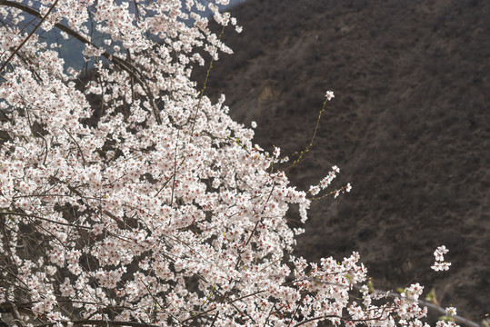 林芝桃花