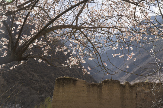 林芝桃花