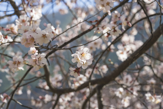 林芝桃花