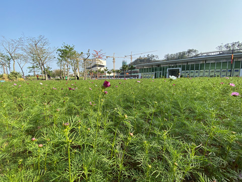 种植格桑花