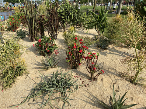 沙漠植物景观