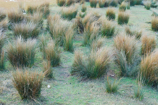 湿地小草
