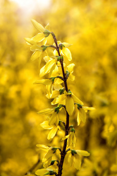 迎春花特写