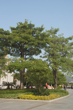 盆架子树绿化景观