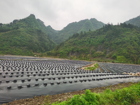 葛根基地