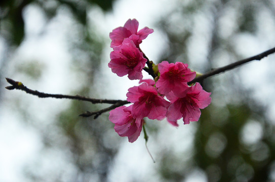 樱桃花