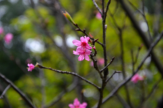 樱桃花