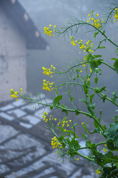 油菜花与老屋