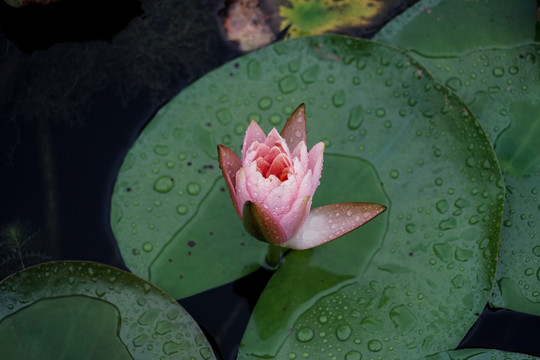 荷花莲花