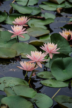 荷花莲花