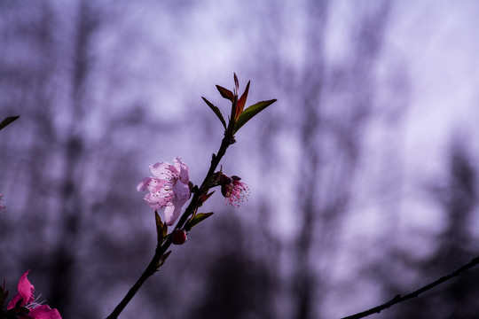 桃花特写