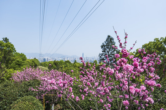 温州景山公园桃花园碧桃