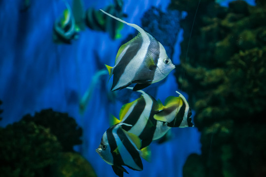 水族馆热带鱼