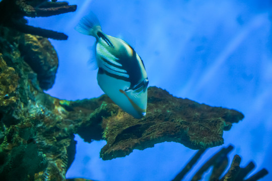 水族馆鱼