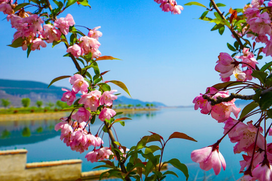 湖边海棠花