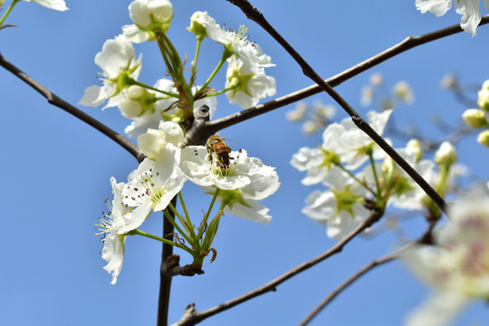 梨花